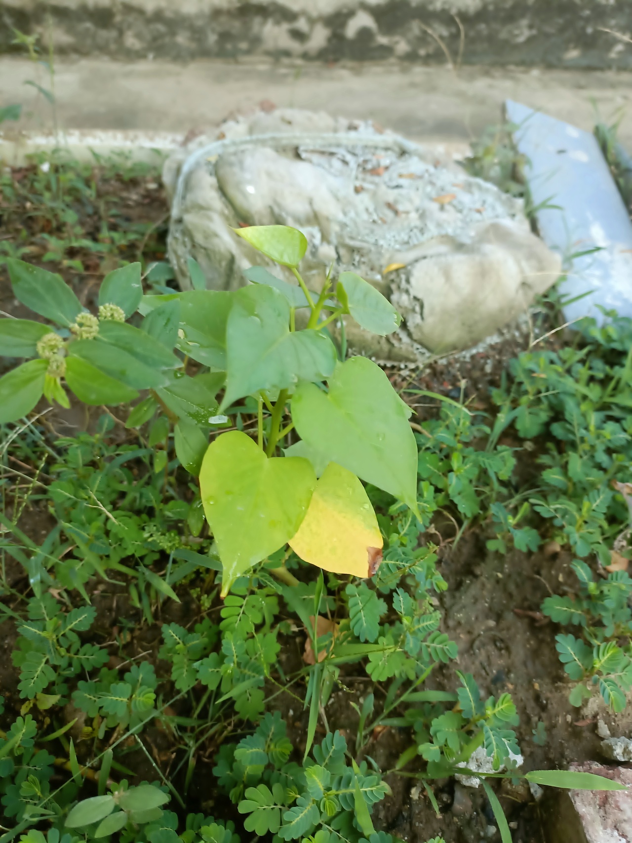 《心泛起了涟漪》