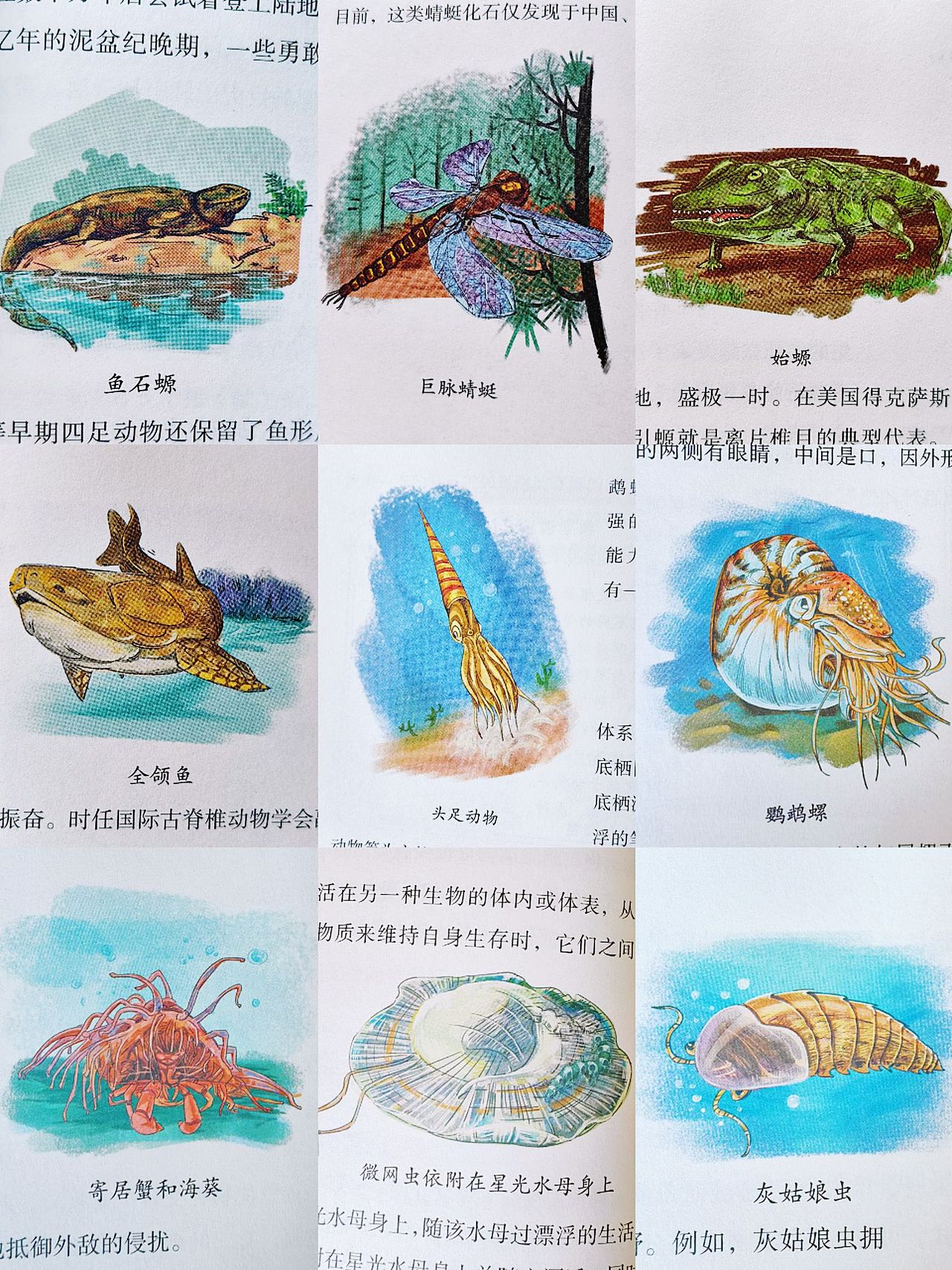 46亿岁的地球-生物多样的古生代（图ZMzY3MjE5ODky） - 商业插画 - 站酷设计师点琢工作室原创素材 - 站酷ZCOOL