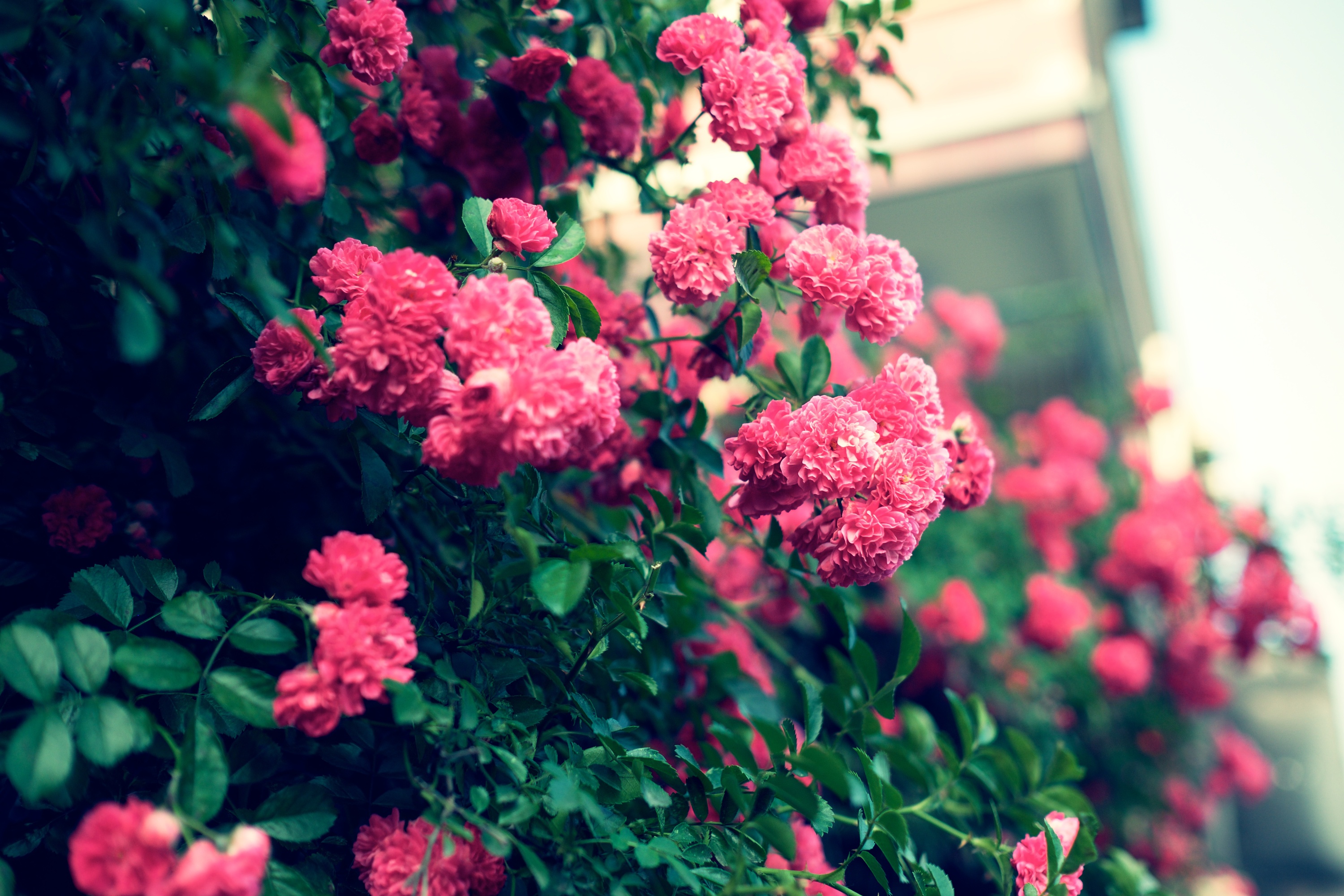 五月的蔷薇|摄影|环境/建筑|744168298 - 原创作品 - 站酷 (zcool)