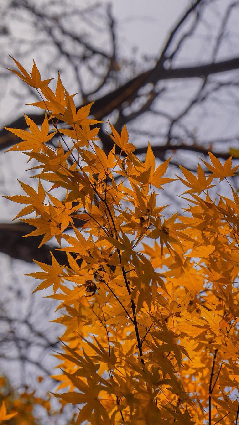 秋叶（图ZMzE3MzkyMDA0） - 风光摄影 - 站酷设计师景致唯美原创素材 - 站酷ZCOOL