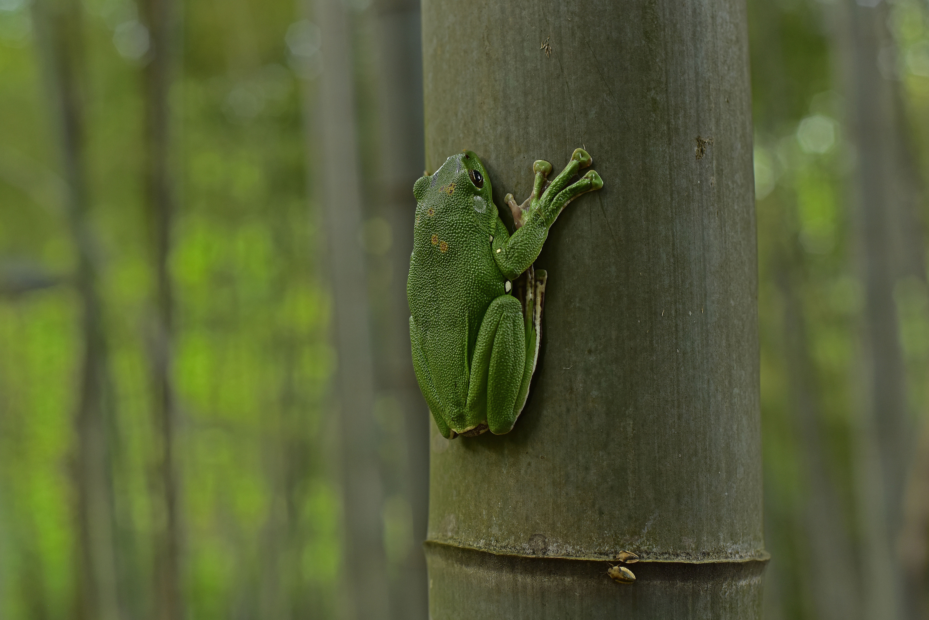 杭州的大泛树蛙