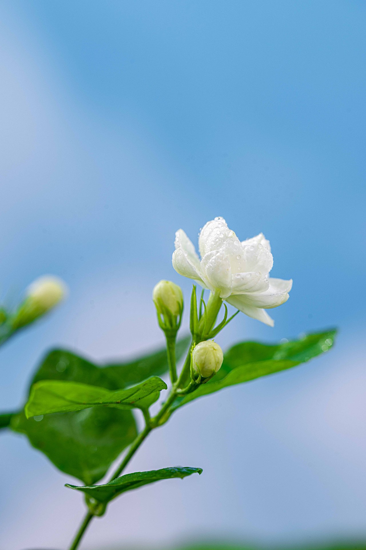 千米视觉X广芳园鲜果茶|杨梅新品拍摄