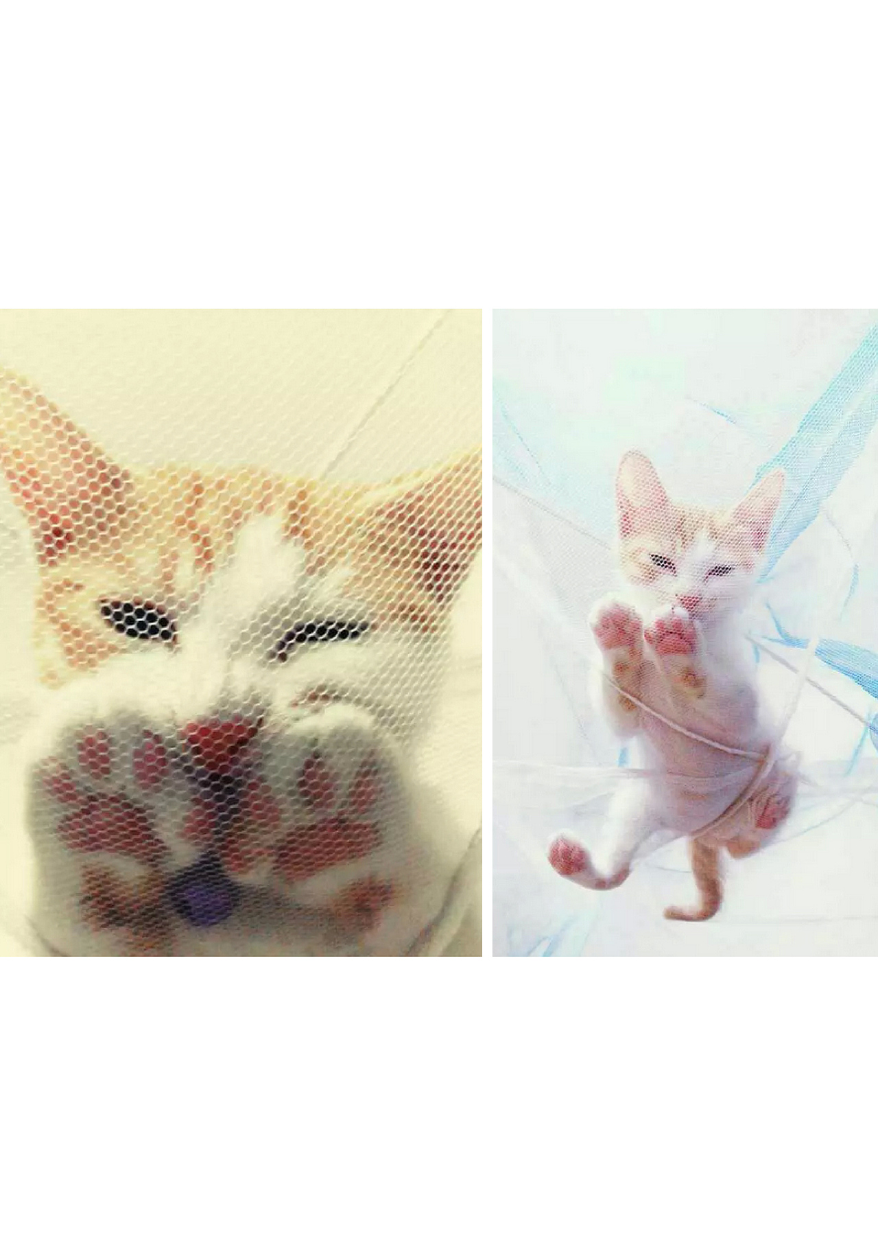 喵呜~毛毛是一只招财猫（图ZMjU1NzgxNzI=） - 宠物摄影 - 站酷设计师安之HAHA原创素材 - 站酷ZCOOL