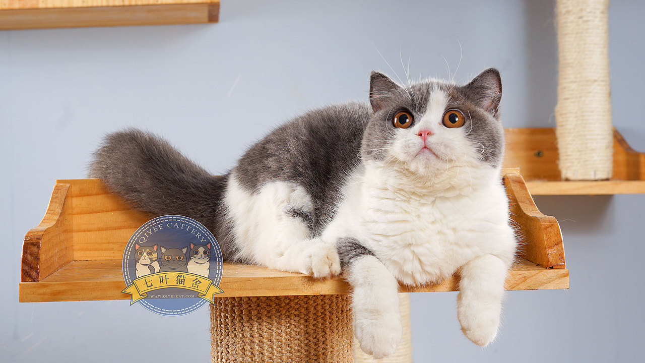 七叶英短猫舍英国短毛猫蓝白蓝猫宠物猫摄影图