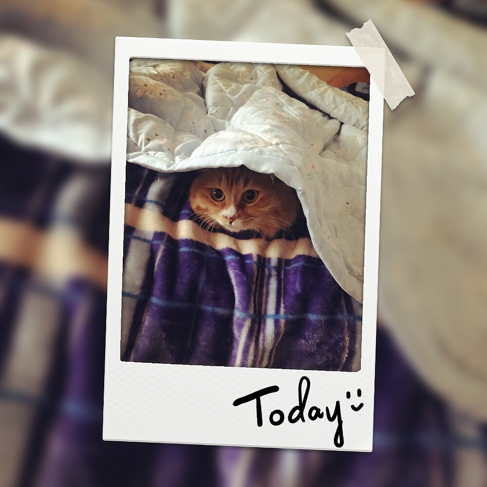 躲冷的小猫咪（图ZOTM2NjA3NDA=） - 风光摄影 - 站酷设计师按住了原创素材 - 站酷ZCOOL