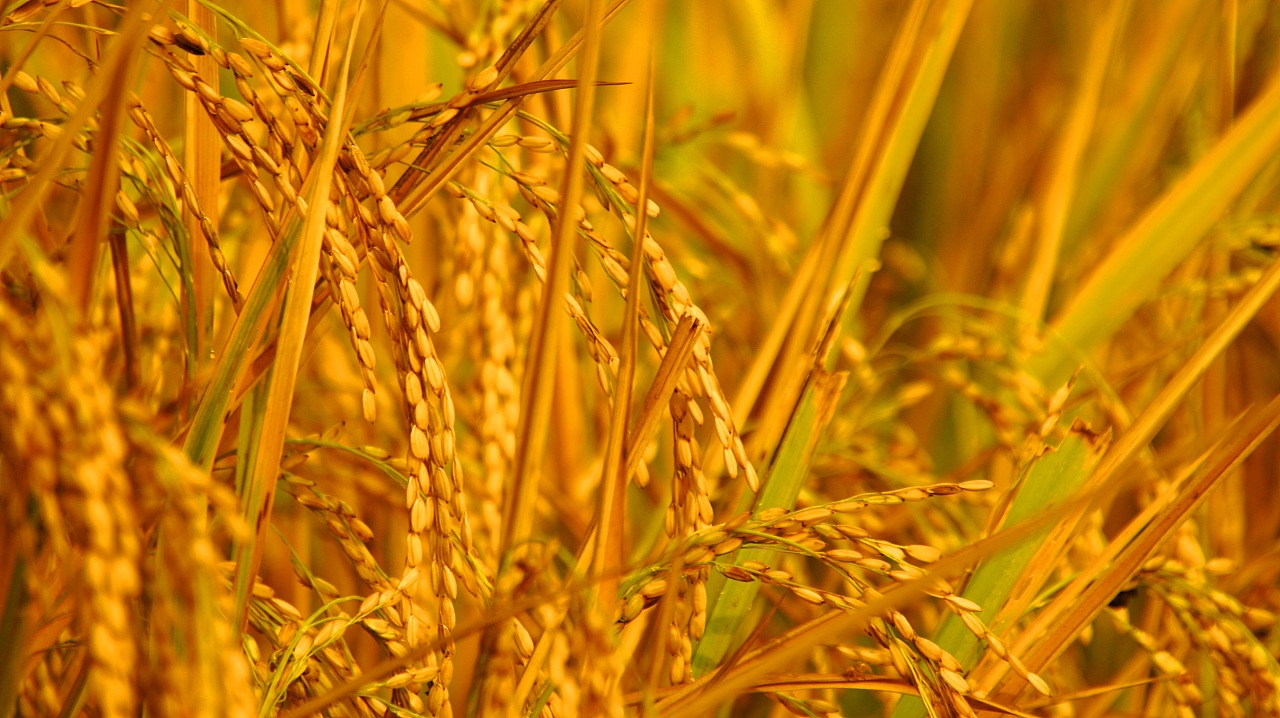 旅行路上-稻田|摄影|风光摄影|杜风彦 - 原创作品 - 站酷 (zcool)