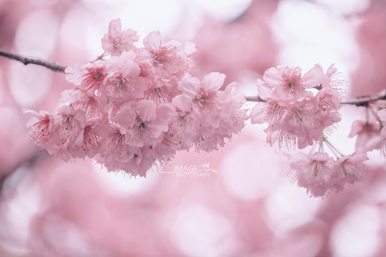 《收到粉色系的浪漫-樱花》_想·享摄影