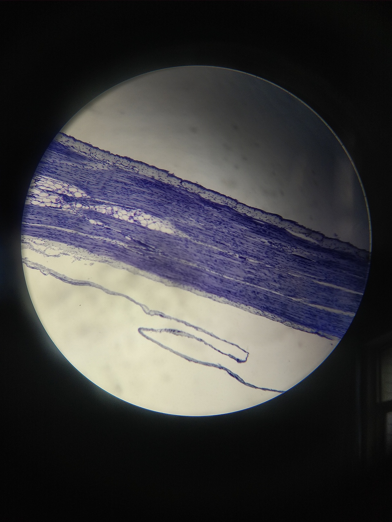 生物细胞观察（图ZMjQ0NDk0ODM2） - 风光摄影 - 站酷设计师SGEJWJ原创素材 - 站酷ZCOOL