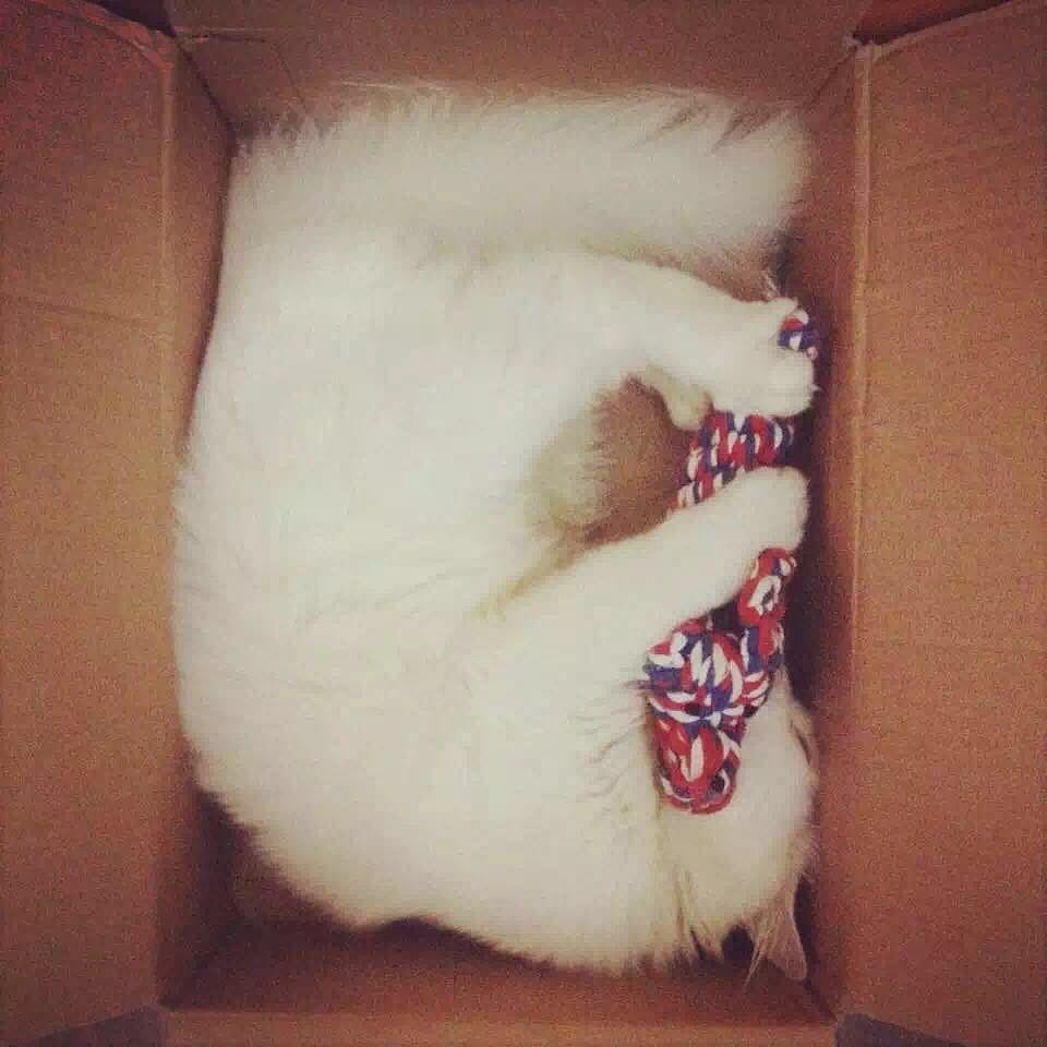 【正经猫片】我从你的全世界路过