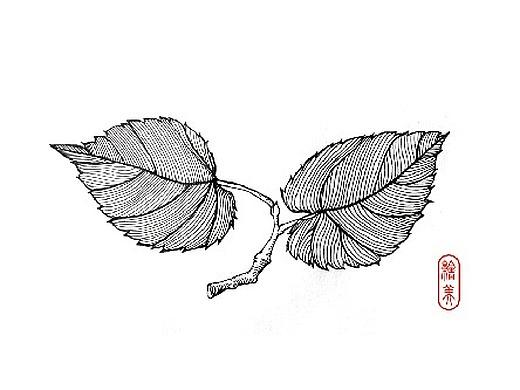 桑树叶线描稿画法