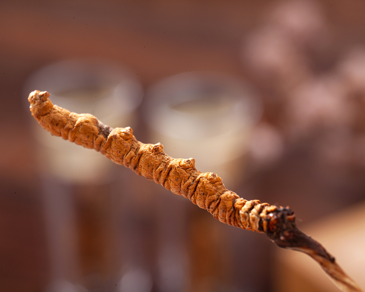 冬虫草产品拍摄 产品寄拍 视频制作 滋补拼摄影（图ZMjI0NDE2Mjk2） - 产品摄影 - 站酷设计师岭南视觉原创素材 - 站酷ZCOOL