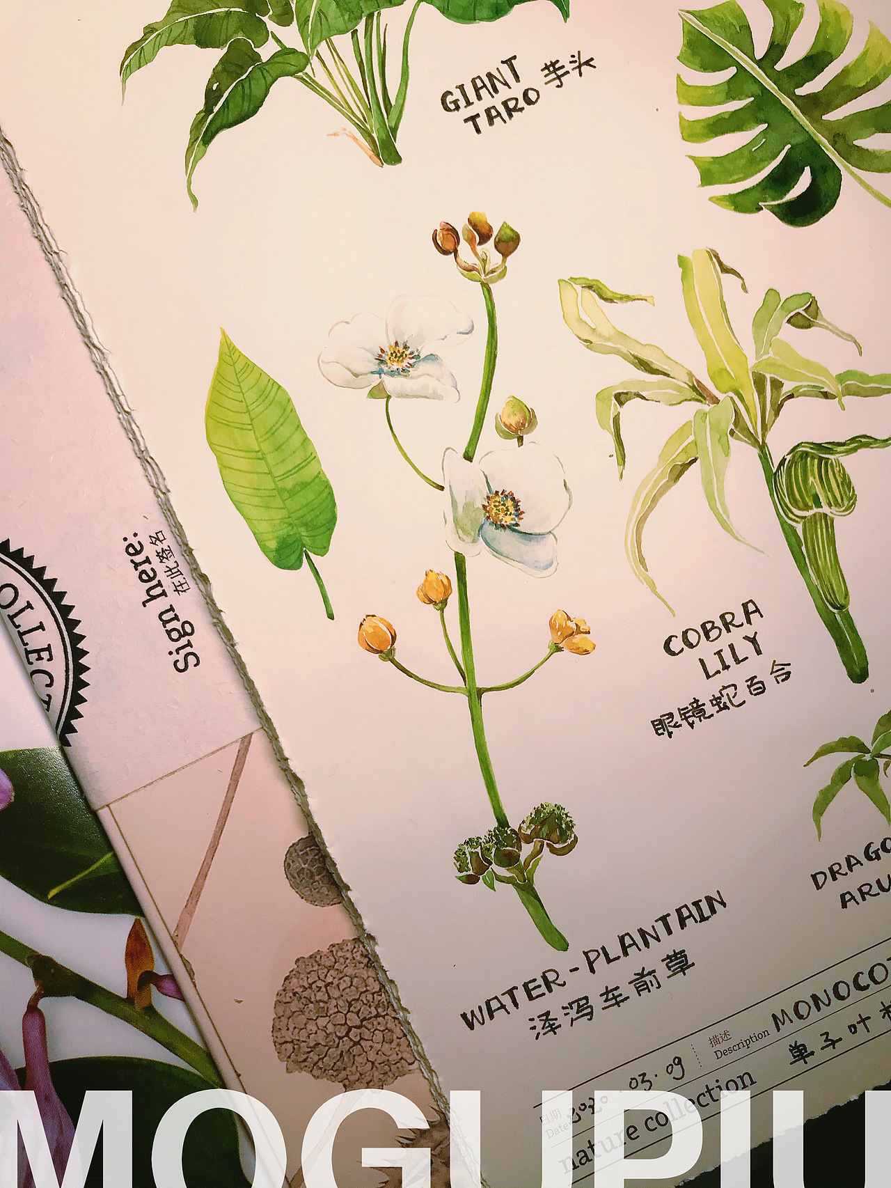 蘑菇PIU的自然笔记 关于春天 关于花开