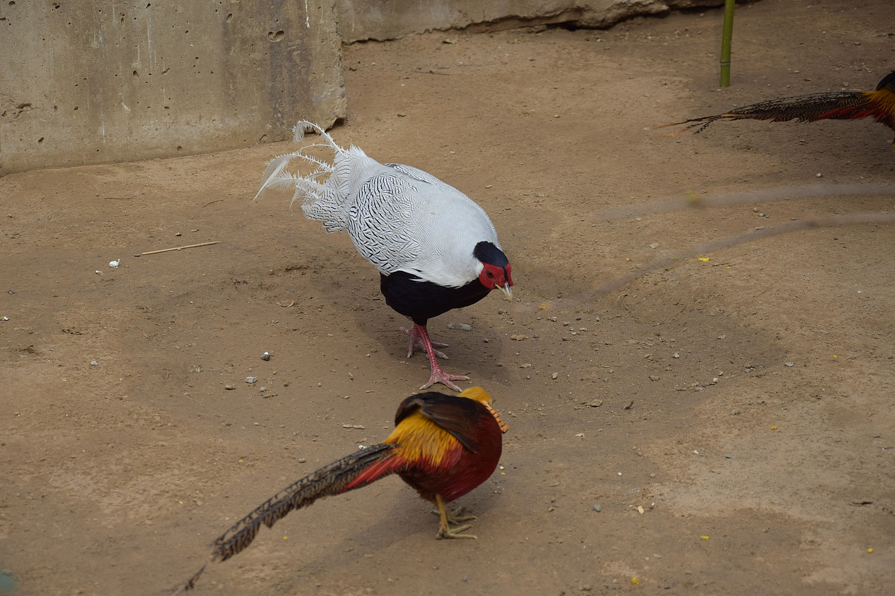 动物（图ZNDUzNDMzMDA=） - 宠物摄影 - 站酷设计师丶旭阳丶原创素材 - 站酷ZCOOL