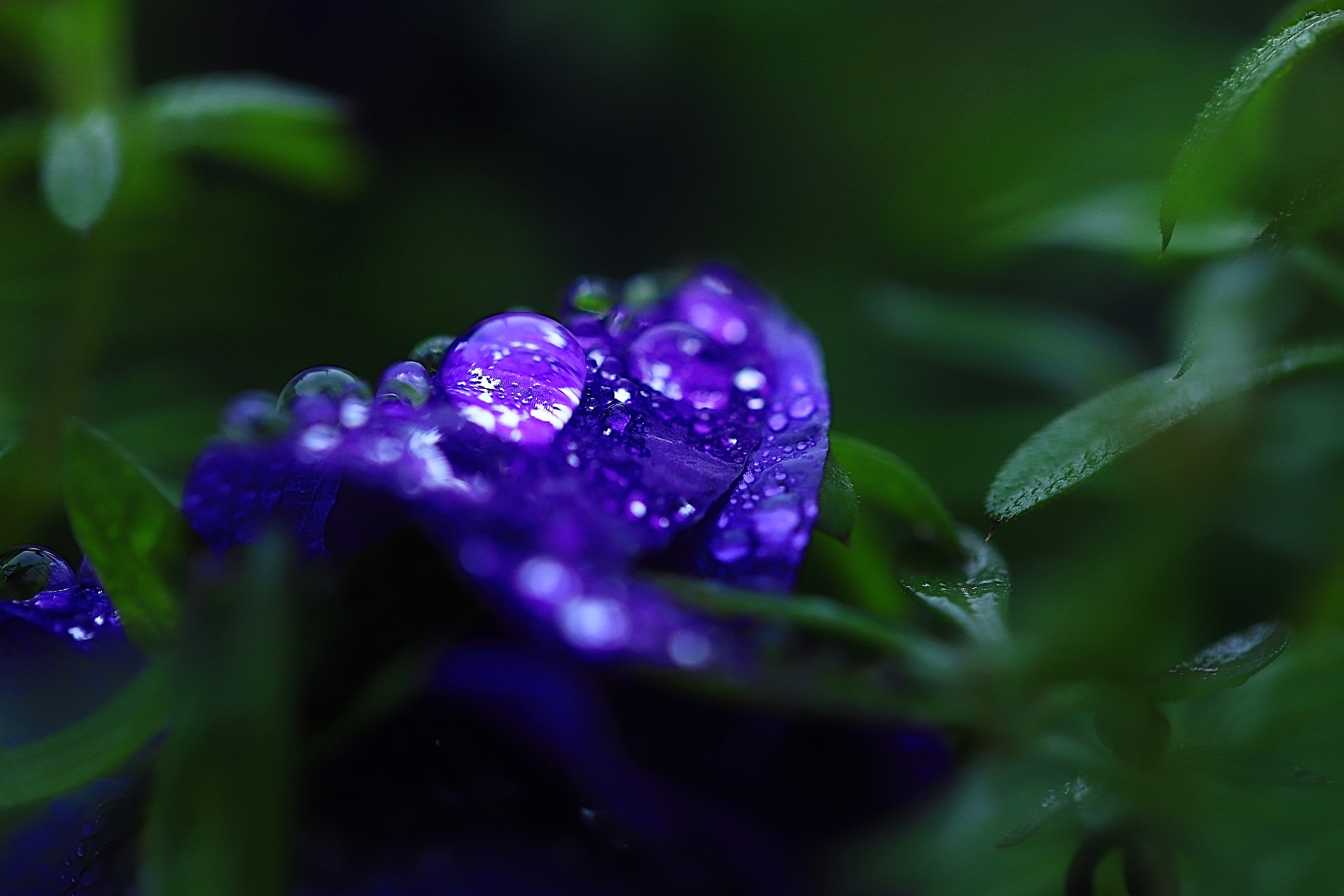 微距花卉水滴图片