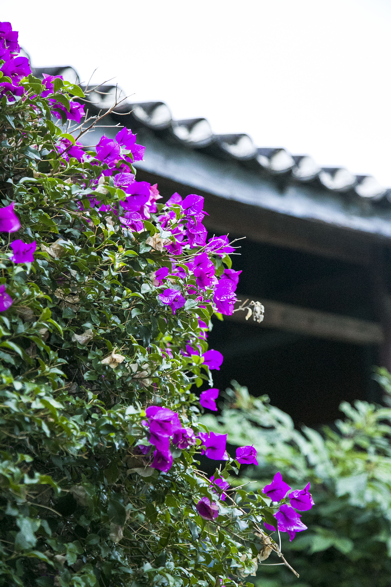 云南之行1——纳雪龙蟠小园