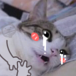 呆呆小熊恶搞猫狗表情