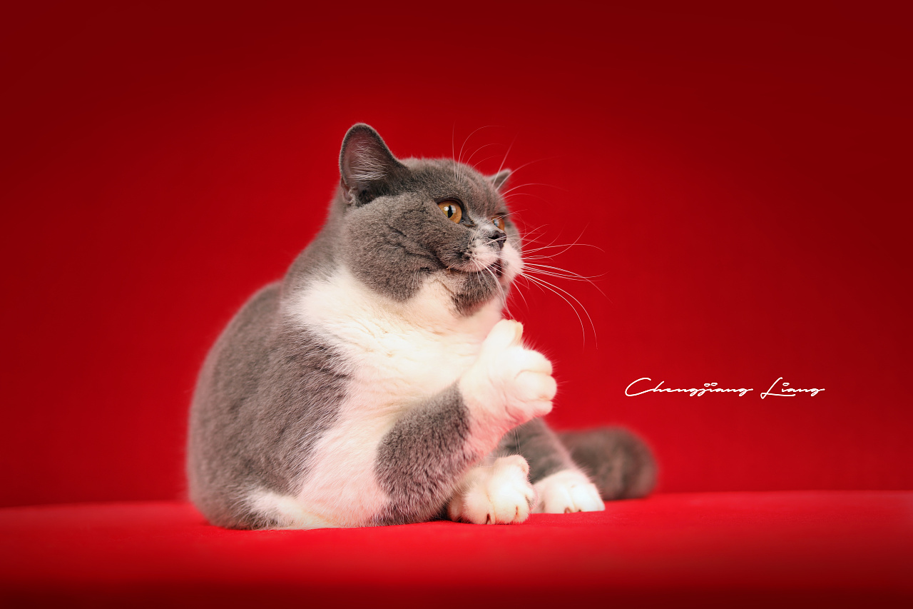 英短蓝白宠物猫点赞瞬间