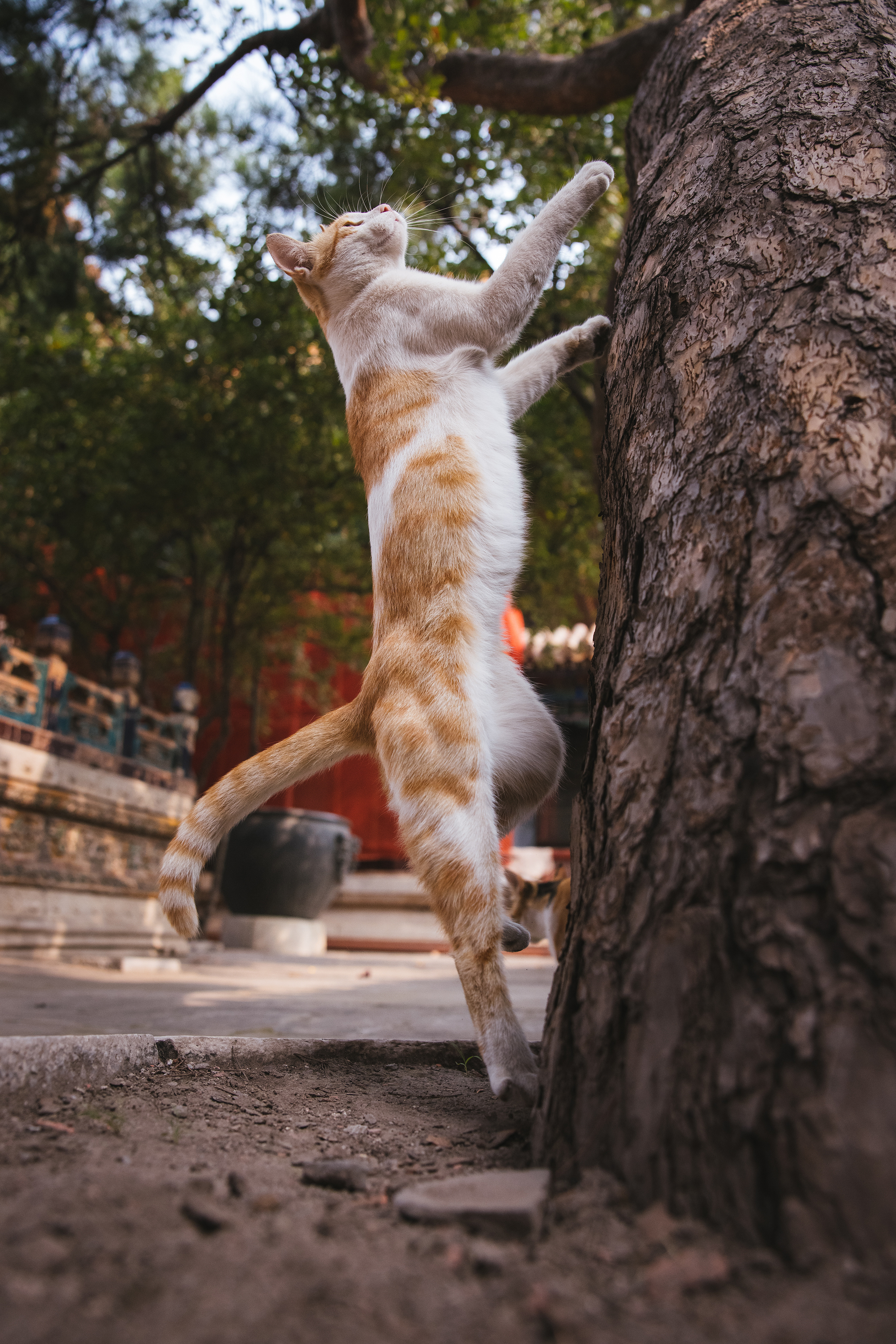 使用佳能eos r5解锁更多猫咪姿势