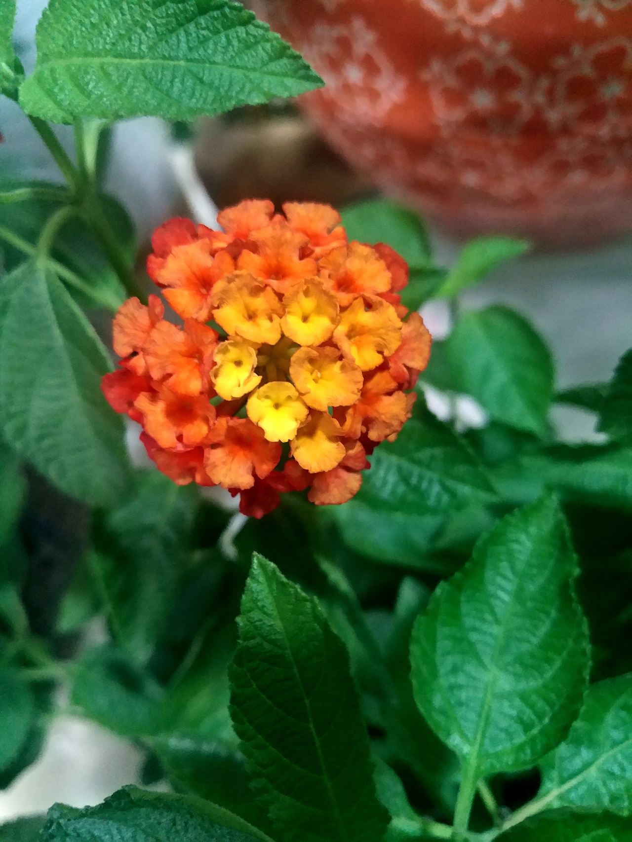 植物的秘密 似贝壳 似莲花 似绣球（图ZODgzNjAyMTY=） - 产品摄影 - 站酷设计师阿崔啊miss原创素材 - 站酷ZCOOL