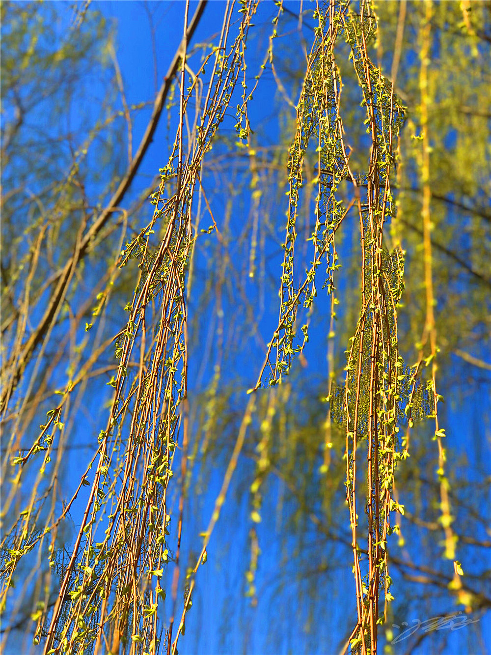 刘勇良纪实摄影:柳依依