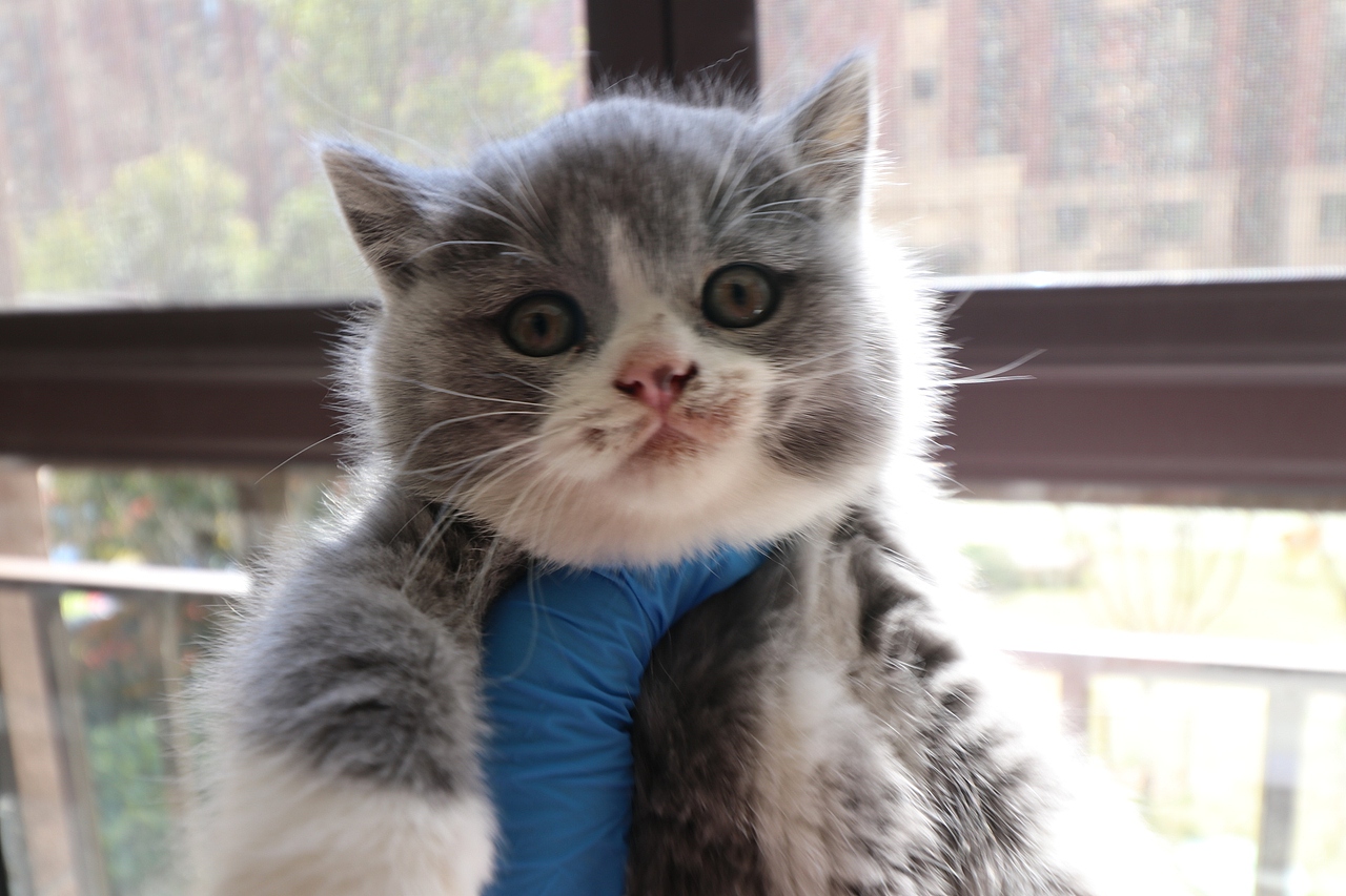 133英短蓝白公白手套正八小点鼻49830g