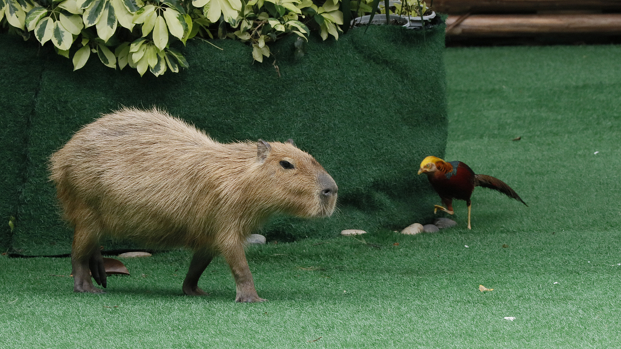 长隆飞鸟乐园-动物趣闻（图ZMjQ5NTU5NjU2） - 其他摄影 - 站酷设计师飞天猪猫原创素材 - 站酷ZCOOL