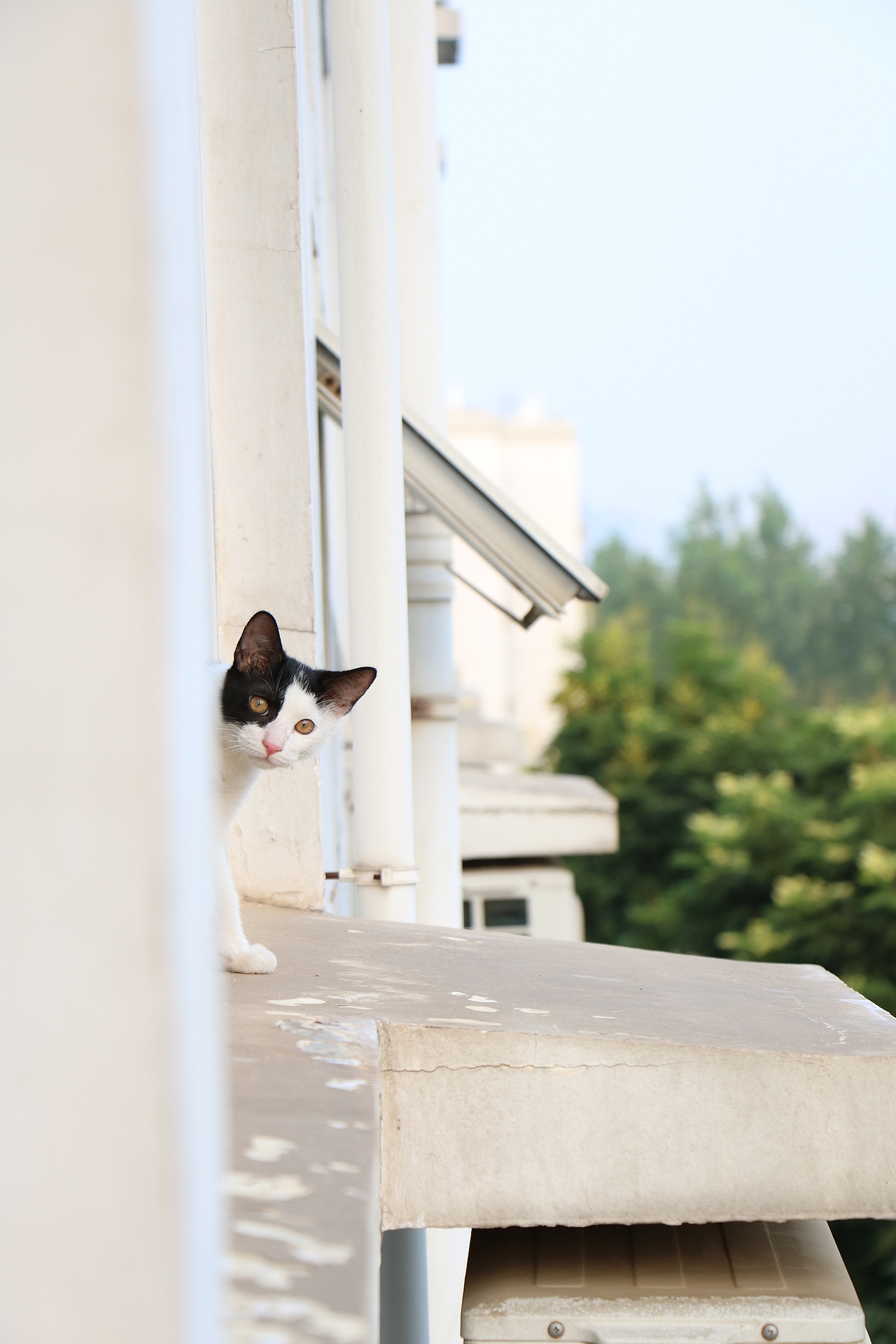 午后的猫（图ZNTk1MzU5NjA=） - 宠物摄影 - 站酷设计师TAN键原创素材 - 站酷ZCOOL
