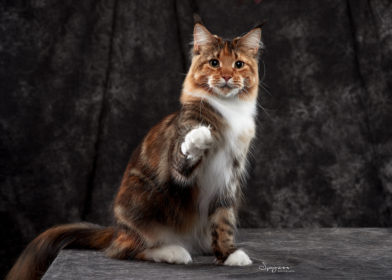 缅因猫mainecooncat