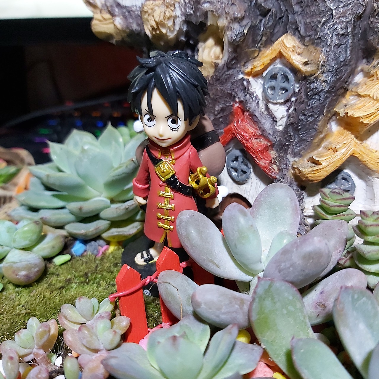 多肉（图ZMjQ4MjQzMjY0） - 其他摄影 - 站酷设计师晴天仔仔原创素材 - 站酷ZCOOL