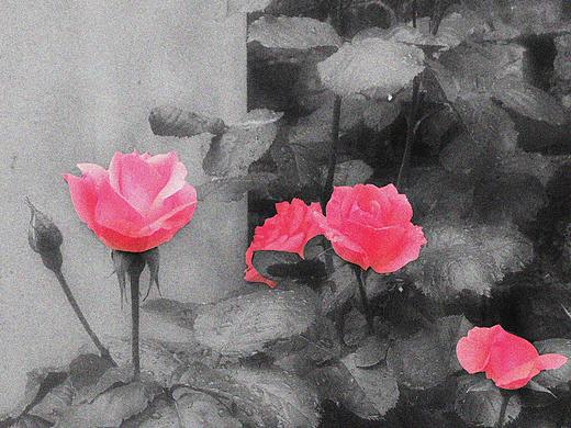 玫瑰花（个人主页-ZNDgzNzgxNzY=） - 人文/纪实摄影 - 站酷设计师勾冷冷原创素材 - 站酷ZCOOL