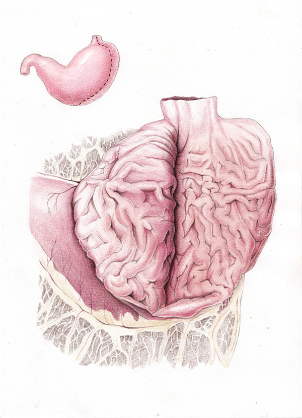 医学插图-彩铅绘