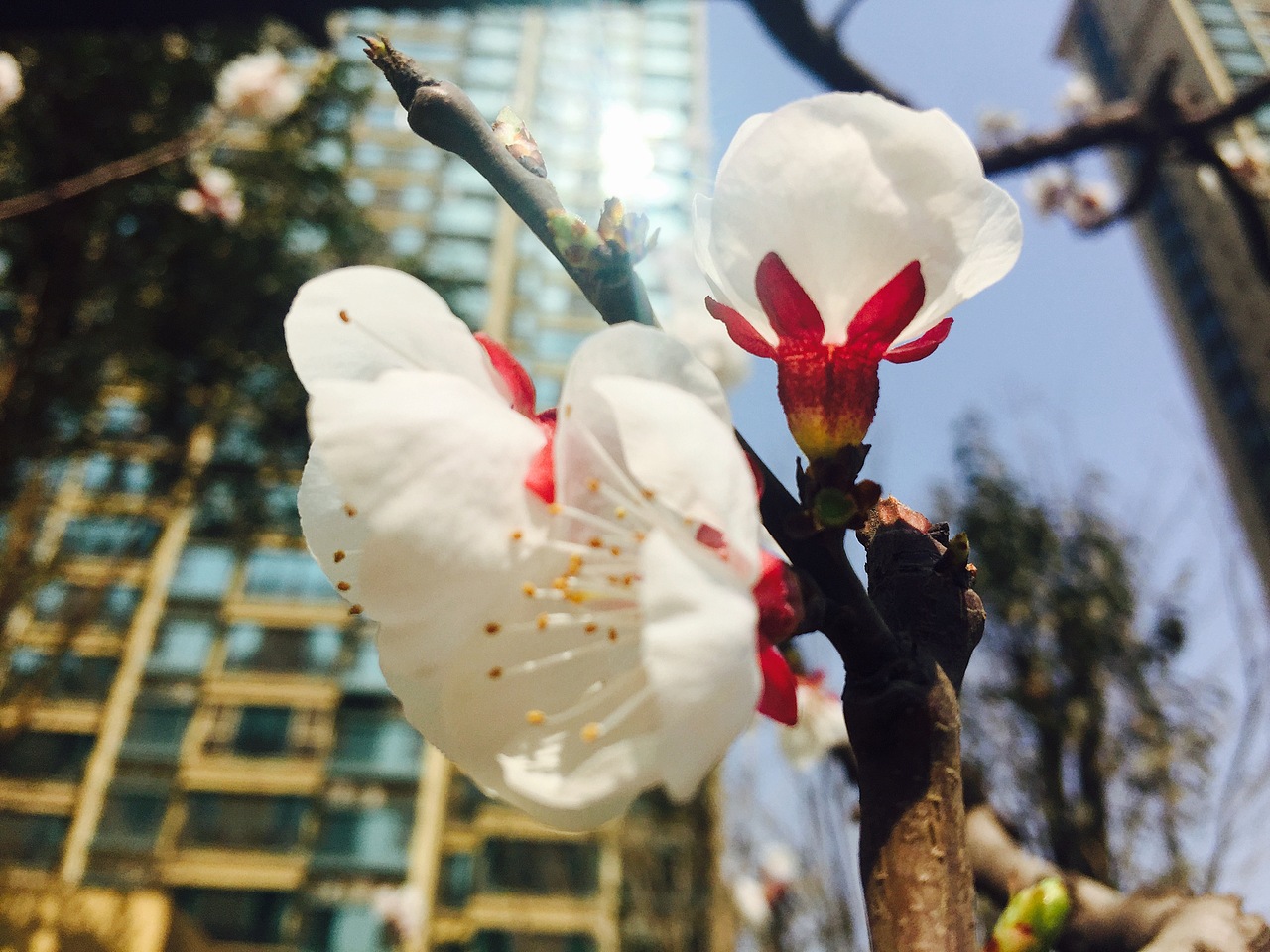 桑葚 樱桃 蚂蚁 蜜蜂 花朵 风景 小区（图ZMjI5OTk5MjQw） - 风光摄影 - 站酷设计师水之翼策划原创素材 - 站酷ZCOOL