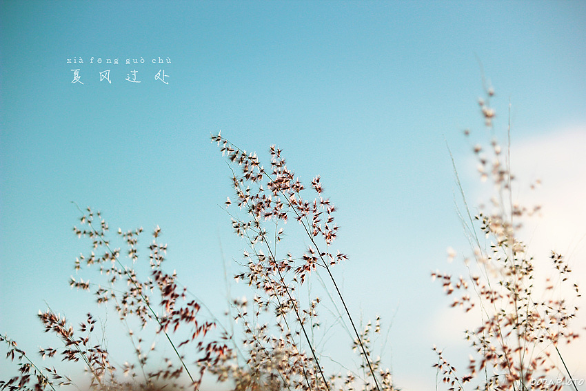 夏风过处