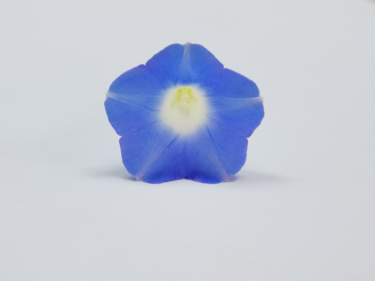 【水彩】画绘于立秋,花摄于今日