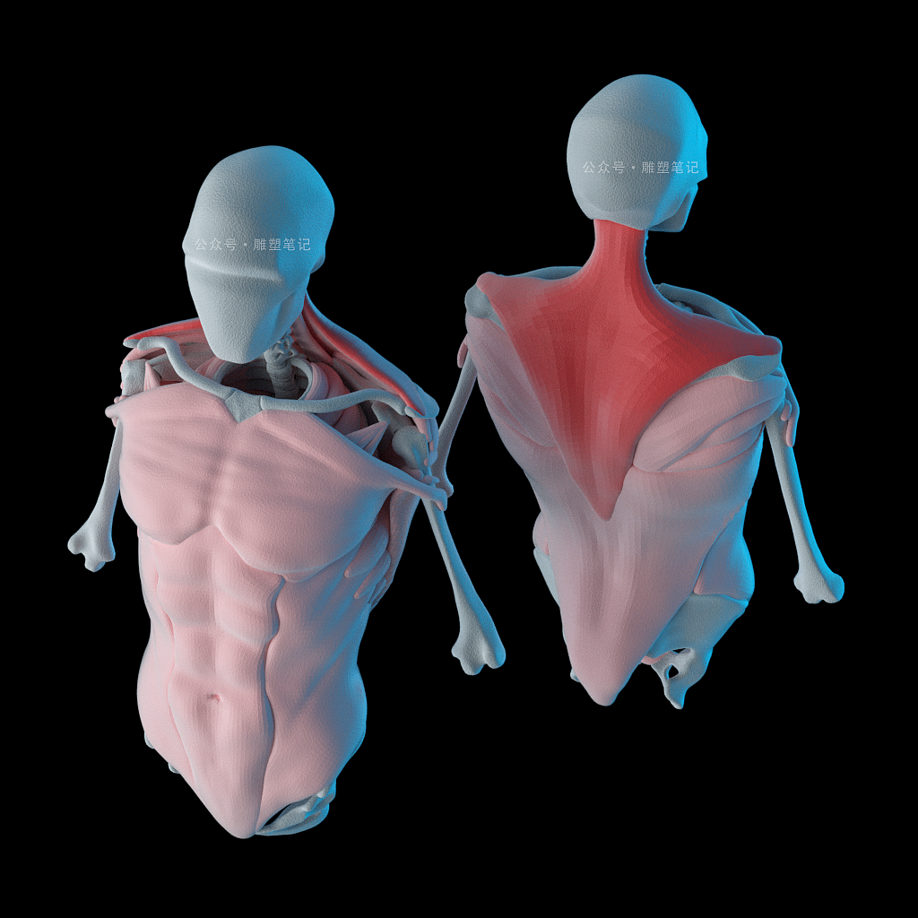 躯干肌肉（图ZMjc2NzY0NzQ0） - 人物/生物 - 站酷设计师雕塑笔记原创素材 - 站酷ZCOOL