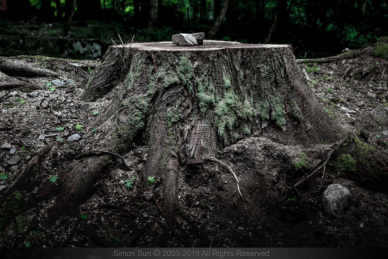 倒了的树 免费图片 - Public Domain Pictures
