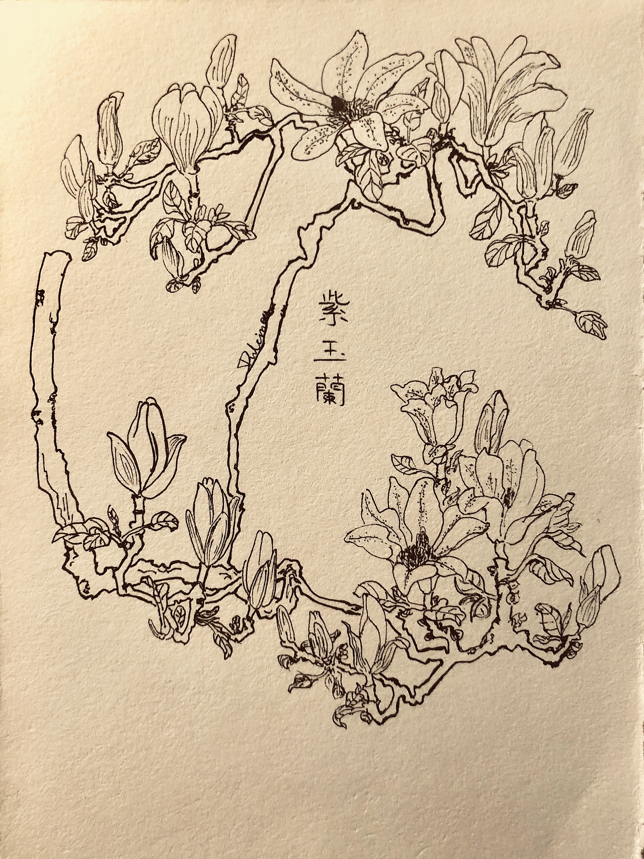 中性笔 紫玉兰（图ZMTg5NDU5NzI0） - 绘画 - 站酷设计师DulcineaM原创素材 - 站酷ZCOOL