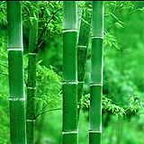 竹林第的头像