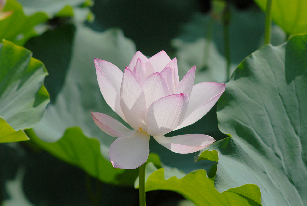 洪湖公园一日游:grin: