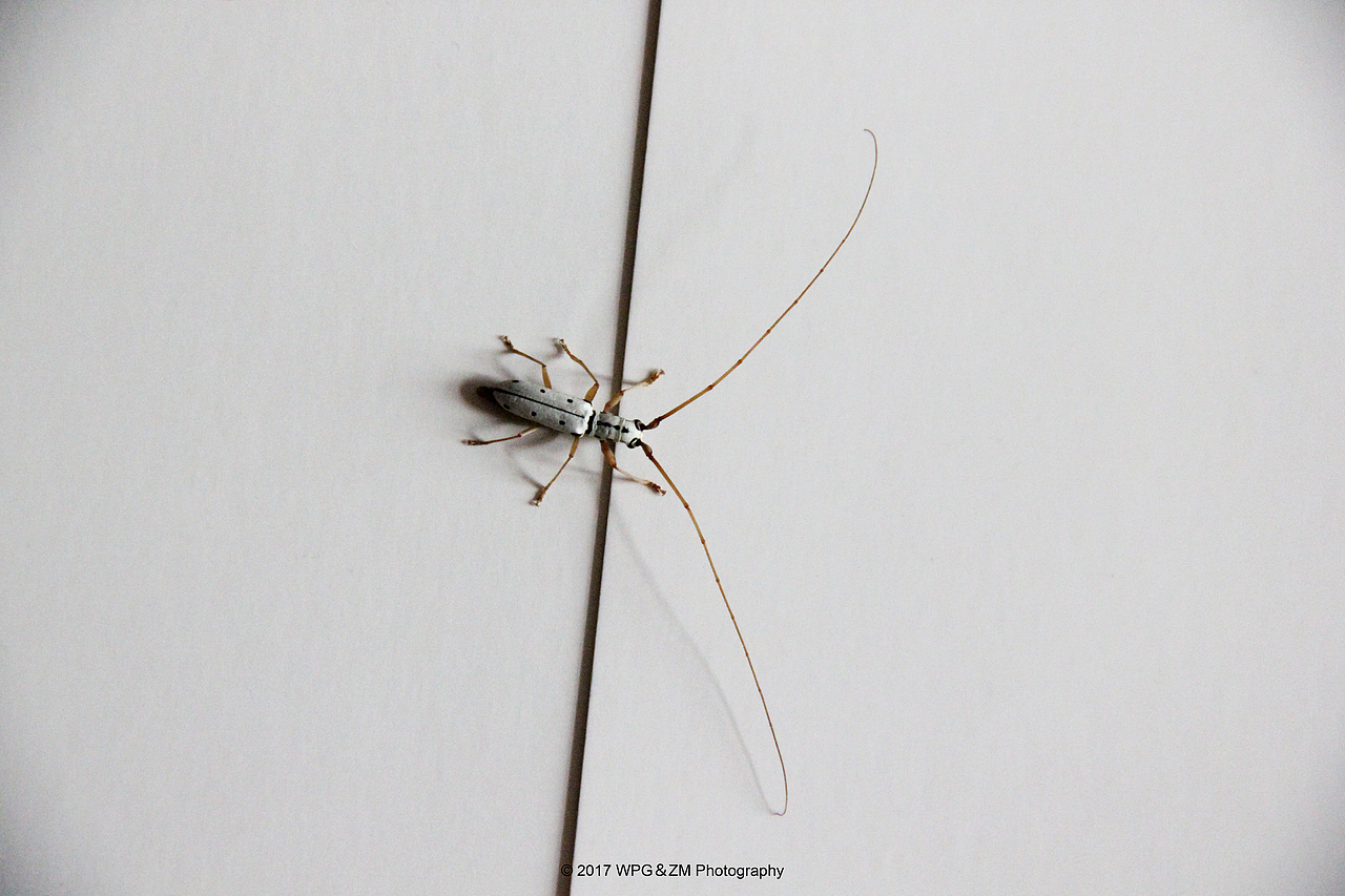 《 黑点粉天牛 》