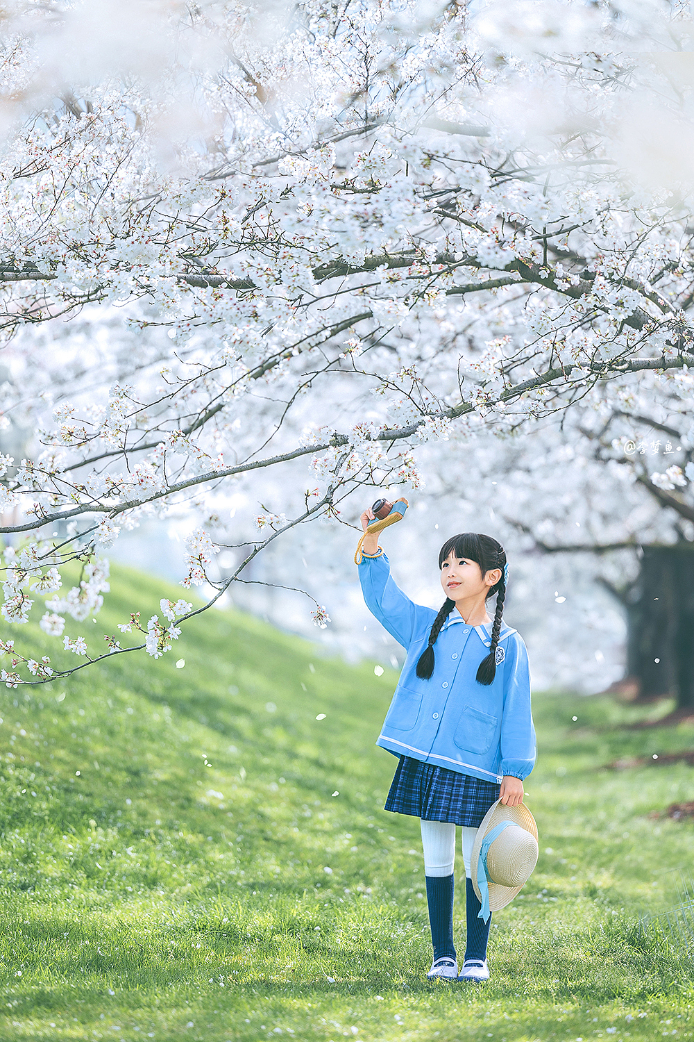 八岁和春日樱