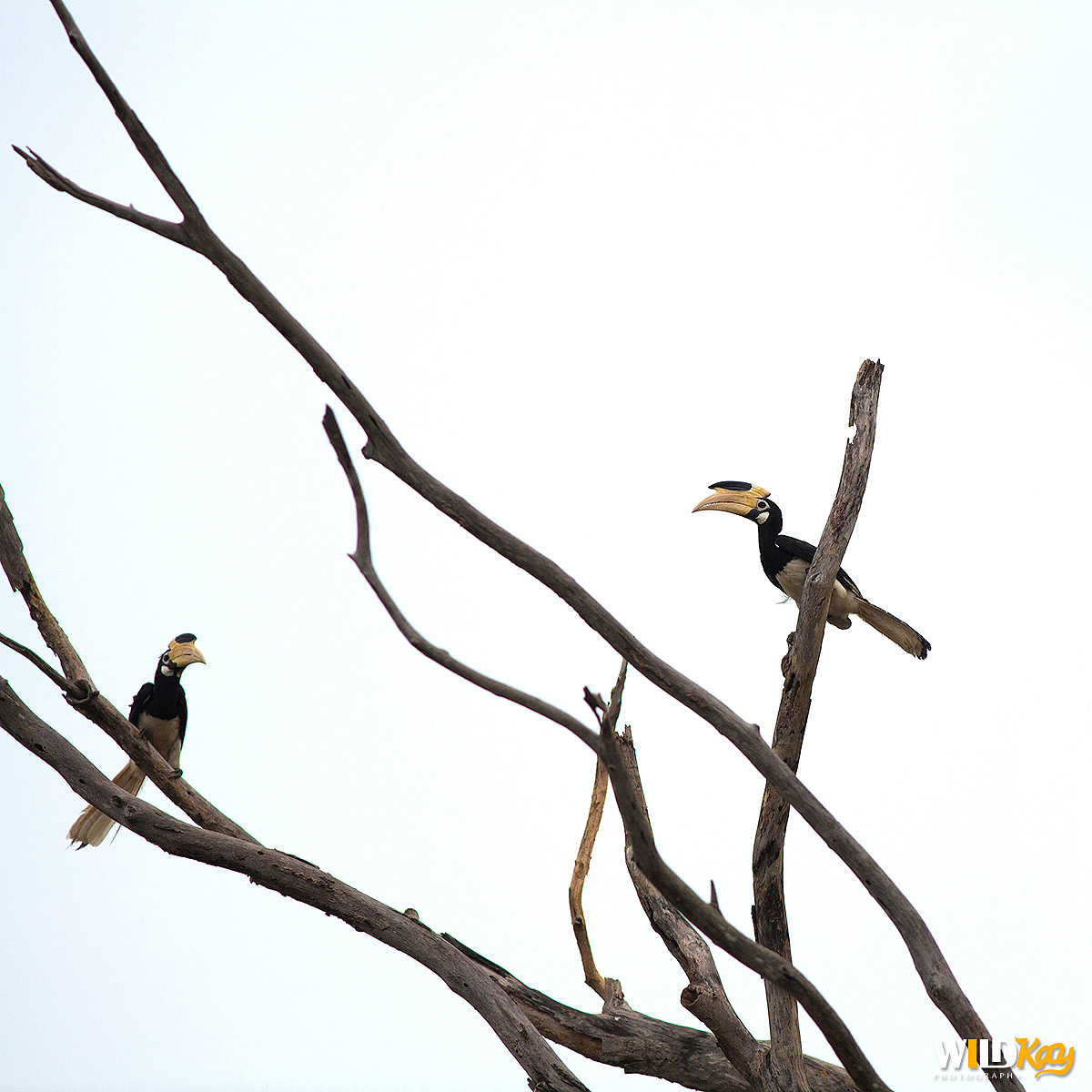 《生命和爱365》合集 I（图ZMTg0NTAwNjE2） - 宠物摄影 - 站酷设计师WildKay原创素材 - 站酷ZCOOL