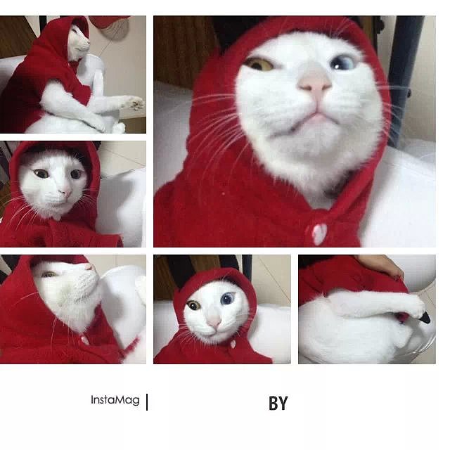 by（图ZMjIzODYxNDg=） - 宠物摄影 - 站酷设计师argenn原创素材 - 站酷ZCOOL