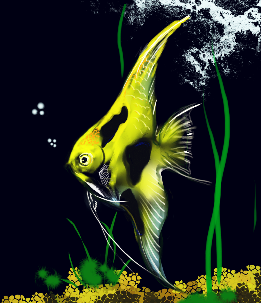 熊猫神仙鱼|插画|插画习作|alec_li - 原创作品 - 站酷 (zcool)