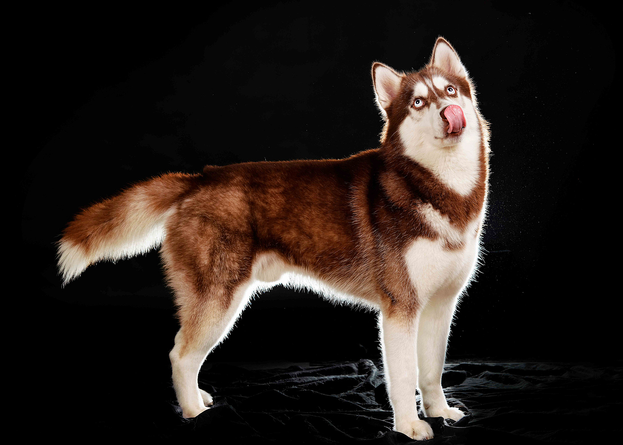 拆家小能手哈士奇合集——宠爱拾光宠物摄影