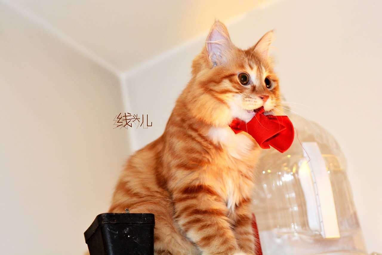 红领结 小线头儿（图ZNzExNzE2OTY=） - 宠物摄影 - 站酷设计师文馨妨原创素材 - 站酷ZCOOL