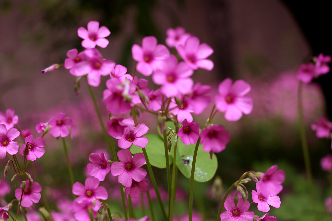 陕师大里的小花花|摄影|风光摄影|贵名堂设计 - 原创作品 - 站酷