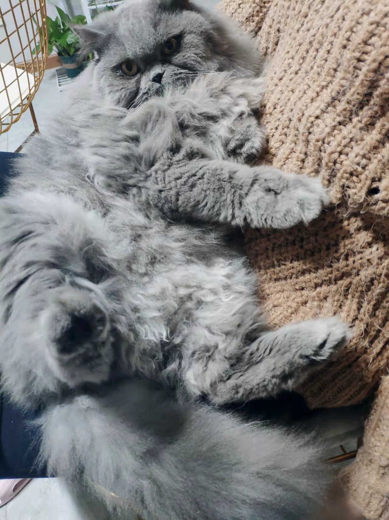 超级不怕生的猫咪（图ZMjg4NTA4NzA4） - 宠物摄影 - 站酷设计师一支快乐的小彩铅原创素材 - 站酷ZCOOL