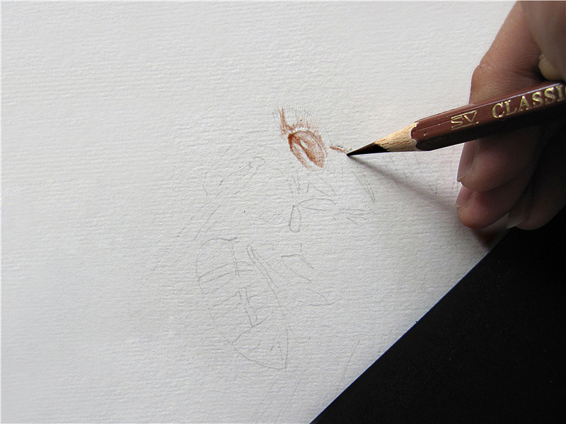 纸上彩铅-《绘虫虫》小节