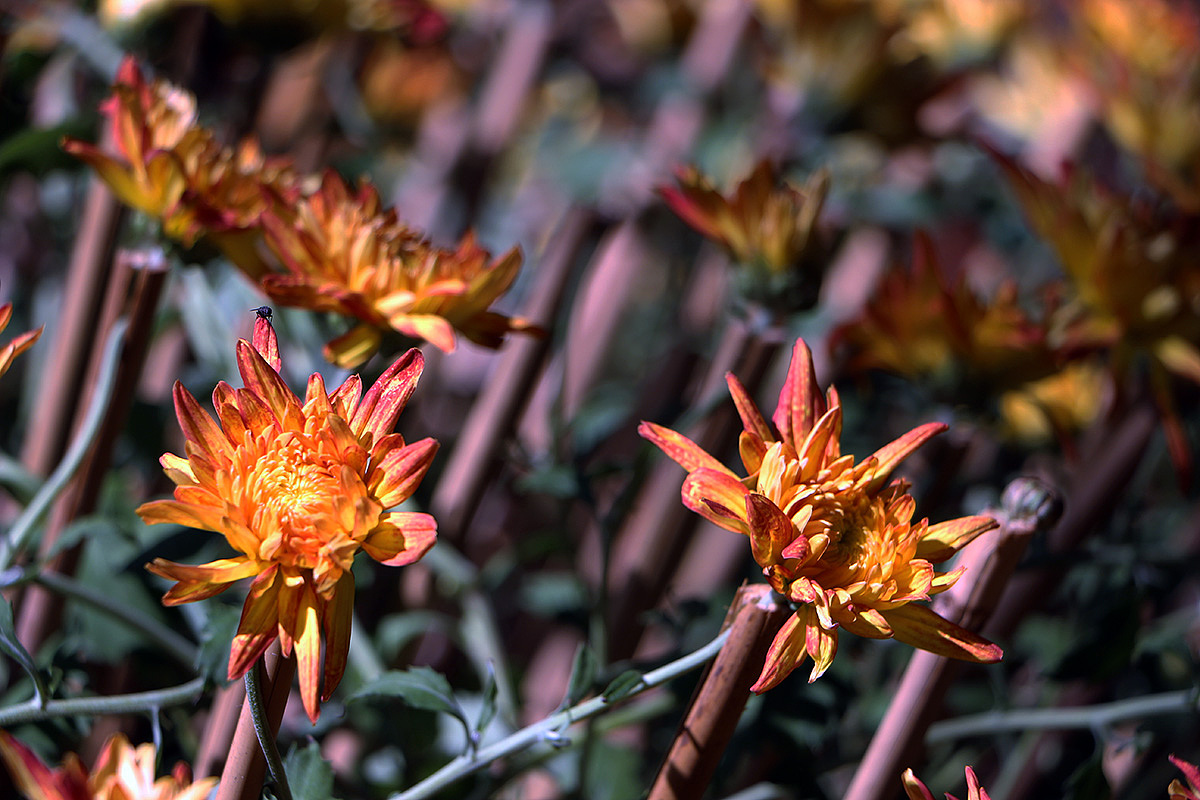 年有花季，人如花期（2）（图ZMjM3NTY4MDky） - 风光摄影 - 站酷设计师小小样88原创素材 - 站酷ZCOOL